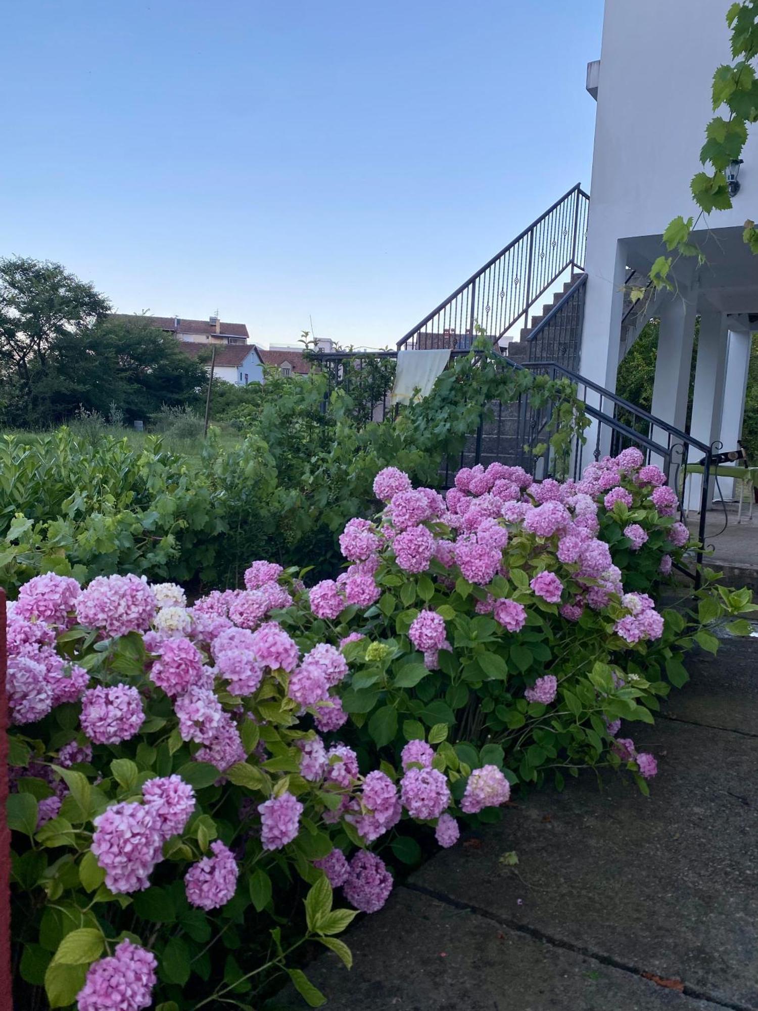 Apartmani Dragana แฮร์เซ็ก-โนวี ภายนอก รูปภาพ