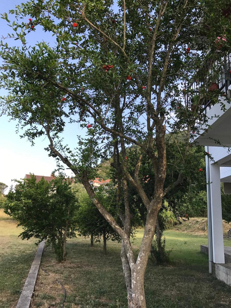 Apartmani Dragana แฮร์เซ็ก-โนวี ภายนอก รูปภาพ
